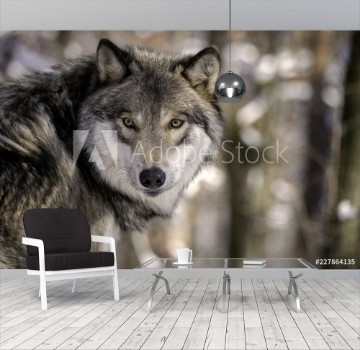 Picture of Timber Wolf Gray Wolf or Grey Wolf in the Snow